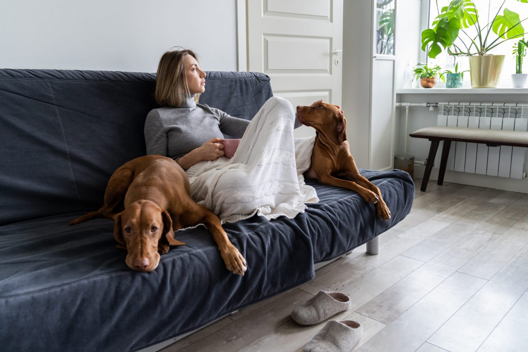 Determining Who Keeps the Pets in a Divorce
